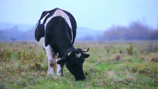 Vaca Pastando Prado Con Hierba Verde Día Soleado — Vídeos de Stock