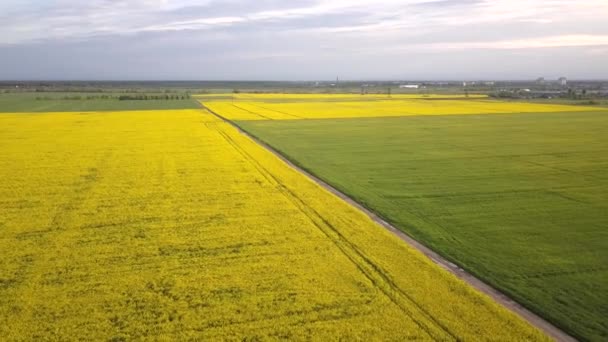 Vista Aérea Los Campos Agricultores Amarillos Verdes Primavera — Vídeos de Stock