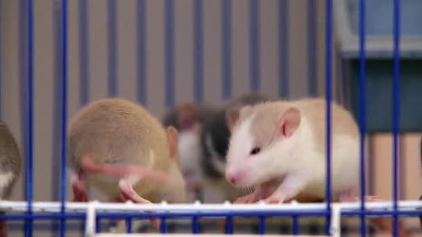 Närbild Inhemska Vita Sällskapsdjur Små Råttor Uppvärmning Tillsammans — Stockvideo
