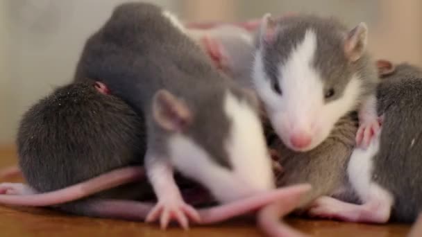 Närbild Inhemska Vita Sällskapsdjur Små Råttor Uppvärmning Tillsammans — Stockvideo