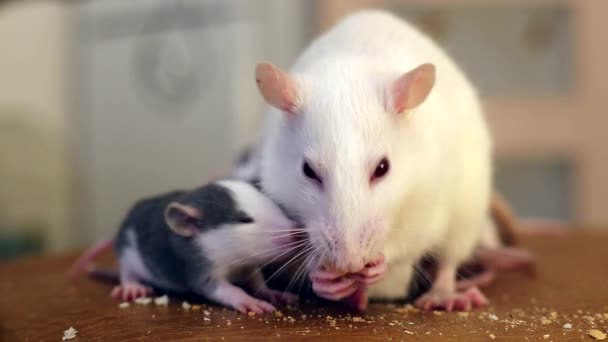 家养白宠物鼠吃面包的特写镜头 — 图库视频影像