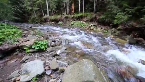 Agua Movimiento Rápido Bosque Montaña Río — Vídeos de Stock