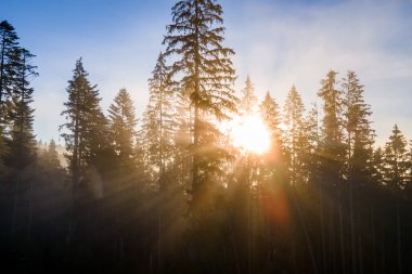 Spruce ormanındaki koyu yeşil çam ağaçlarının hava manzarası sisli sonbahar dağlarında gün doğumu ışınları ile parlıyor..