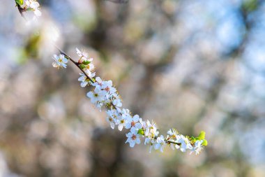 Bahar bahçesinde çiçek açan beyaz ve pembe yapraklı meyve ağacı dalları.
