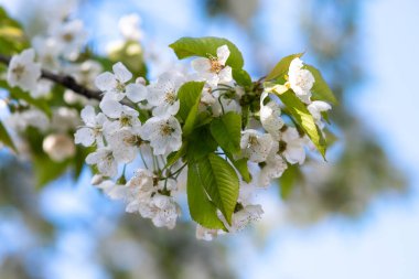 Bahar bahçesinde çiçek açan beyaz ve pembe yapraklı meyve ağacı dalları.