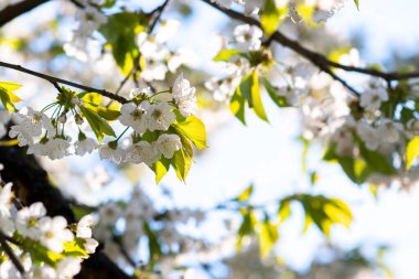 Bahar bahçesinde çiçek açan beyaz ve pembe yapraklı meyve ağacı dalları.