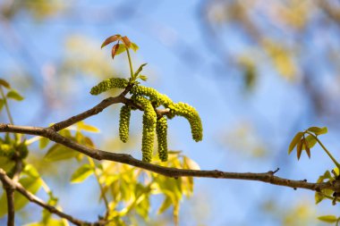 Ceviz çiçekleri. Bulanık arkaplanda ağaç dalında yeşil ceviz tomurcukları.