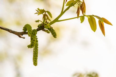 Ceviz çiçekleri. Bulanık arkaplanda ağaç dalında yeşil ceviz tomurcukları.