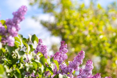 Bahar bahçesinde çiçek açan tomurcukları olan mor canlı leylak çalısı..