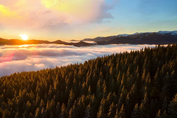 Aerial view of vibrant sunrise over mountain hills covered with evergreen spruce forest in autumn.