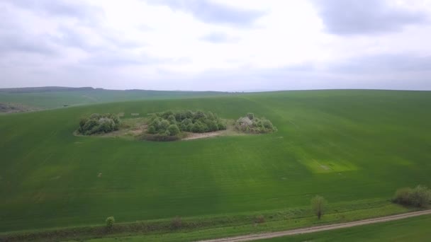 Vista Aérea Del Campo Agrícola Verde Verano Primavera — Vídeos de Stock