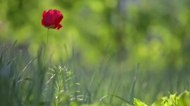 Bulanık yaz arka planında rüzgarda hareket eden kırmızı lale çiçeği..