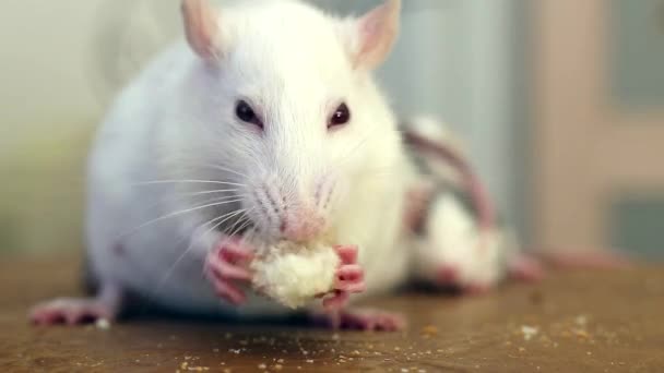 Primo Piano Del Ratto Domestico Bianco Che Mangia Pane — Video Stock