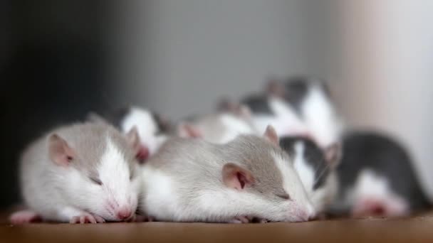 Close Domestic White Pet Small Rats Warming Together — Stock Video