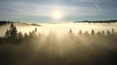 Spruce ormanındaki koyu yeşil çam ağaçlarının hava manzarası sisli sonbahar dağlarında gün doğumu ışınları ile parlıyor..