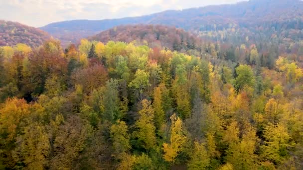 Veduta Aerea Delle Colline Alta Montagna Ricoperte Fitta Foresta Gialla — Video Stock