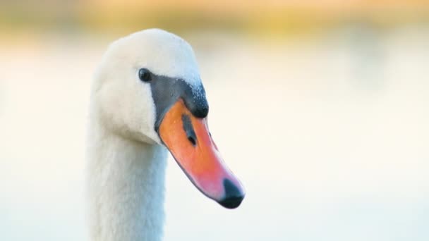 Blanco Hermoso Cisne Nadando Agua Del Lago Verano — Vídeos de Stock
