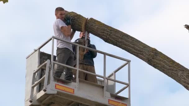 Dva Pracovníci Mužské Služby Řežou Velké Větve Stromů Řetězovou Pilou — Stock video