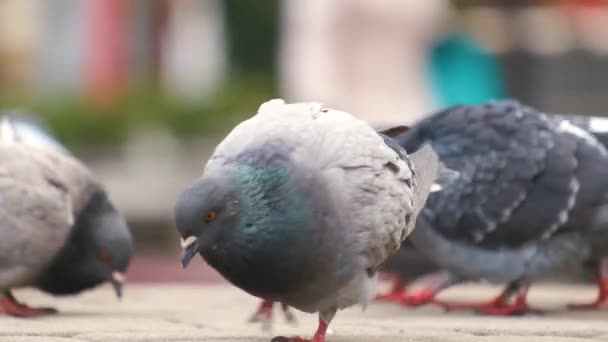 Nahaufnahme Von Grauen Tauben Vögel Fuß Auf Einer Straße Der — Stockvideo