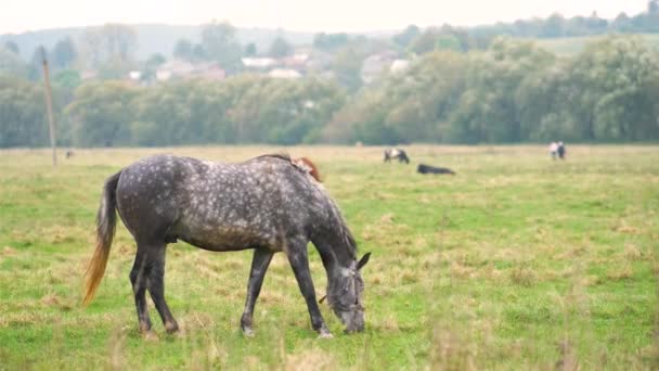 Smuk Grå Hest Græsning Grønne Græsarealer Sommer Felt – Stock-video