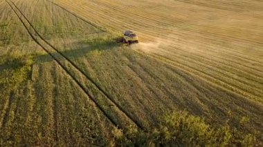 Buğday tarlasını hasat eden hasatçının havadan görünüşü. İHA görünümünden tarım.