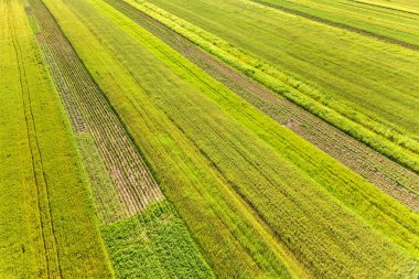 Sıcak, güneşli bir günde tohum ekme mevsiminden sonra taze bitki örtüsüyle ilkbaharda yeşil tarım arazilerinin havadan görünüşü.