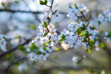 Bahar bahçesinde çiçek açan beyaz ve pembe yapraklı meyve ağacı dalları.