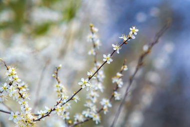 Bahar bahçesinde çiçek açan beyaz ve pembe yapraklı meyve ağacı dalları.