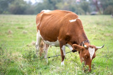 Yeşil çimlerde otlayan kahverengi süt ineği..