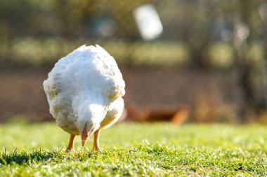 Geleneksel kırsal çiftlik çiftliğinde tavuk beslenir. Ahırda duran yeşil çimenli tavuğa yakın durun. Serbest tarım kümes hayvanları konsepti.