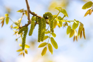 Ceviz çiçekleri. Bulanık arkaplanda ağaç dalında yeşil ceviz tomurcukları.