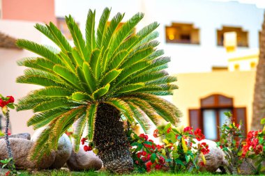 Küçük yeşil palmiye ağaçları, tropik bahçedeki çimlerin üzerinde büyüyen parlak çiçeklerle çevrili..