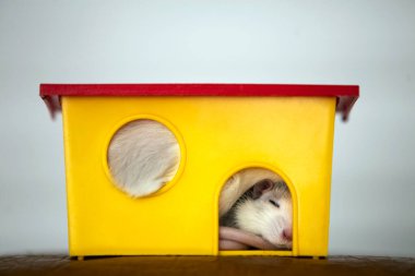 Sarı plastik evcil hayvan evinde uyuyan uzun bıyıklı komik beyaz evcil farenin yakın çekimi..