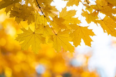 Parlak sarı ve kırmızı akçaağaç yapraklarını sonbahar parkında canlı ve bulanık arka planda sonbahar ağacı dallarına yakın tut..