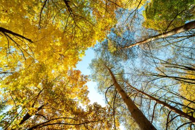 Parlak turuncu ve sarı yapraklı sonbahar ormanı manzarası. Güneşli sonbahar havasında sık gölgelikleri olan sık ağaçlar..