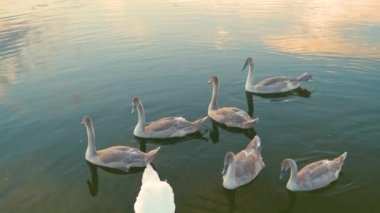 Yazın göl suyuyla beslenen beyaz ve gri kuğular..