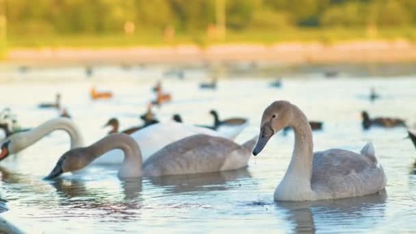 Білі Сірі Лебеді Плавають Озерній Воді Влітку — стокове відео