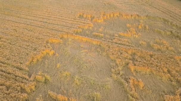 Luchtfoto Van Rijp Landbouwveld Klaar Voor Oogst Met Omgevallen Gebroken — Stockvideo