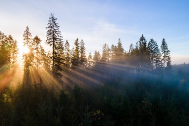Huysuz ladin ormanlarında koyu yeşil çam ağaçları. Güneşin doğuşu sisli sonbahar dağlarında dalların arasından ışıldıyor..