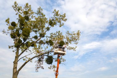 İki servis çalışanı, vinç platformundaki elektrikli testereyle büyük ağaç dallarını kesiyor. Ormanların yok edilmesi ve bahçıvanlık kavramı.