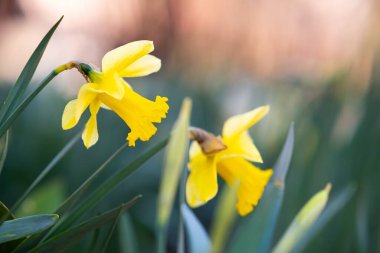 Bahar bahçesinde açan narsist sarı çiçekler..