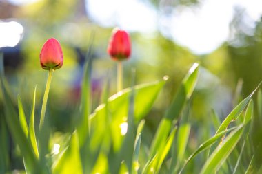 Bahar bahçesinde büyüyen parlak kırmızı lale çiçeği.