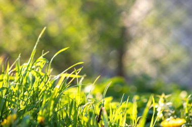 Yeşil çimenlerin yaz çimenliklerinde yakın çekim.
