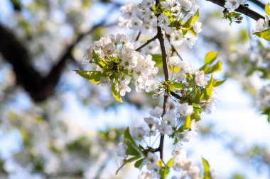 Bahar bahçesinde çiçek açan beyaz ve pembe yapraklı meyve ağacı dalları.