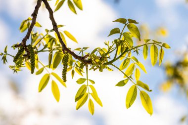 Ceviz çiçekleri. Bulanık arkaplanda ağaç dalında yeşil ceviz tomurcukları.