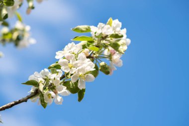 Bahar bahçesinde çiçek açan beyaz ve pembe yapraklı meyve ağacı dalları.