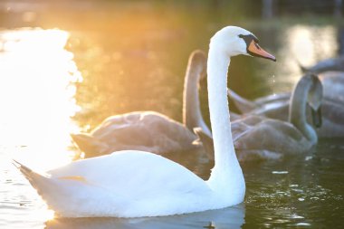 Yazın göl suyunda yüzen güzel beyaz kuğu.
