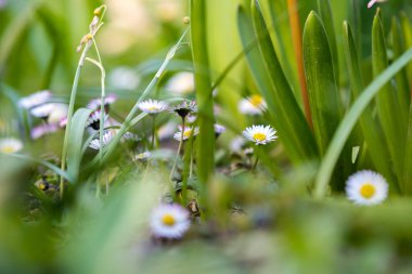Bahar bahçesinde açan küçük beyaz papatya çiçekleri..