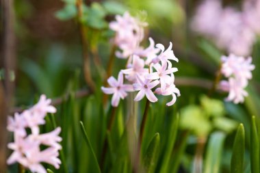 Bahar bahçesinde açan pembe yumuşak sümbül çiçekleri..