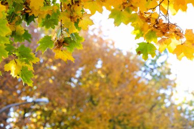 Parlak sarı ve kırmızı akçaağaç yapraklarını sonbahar parkında canlı ve bulanık arka planda sonbahar ağacı dallarına yakın tut..